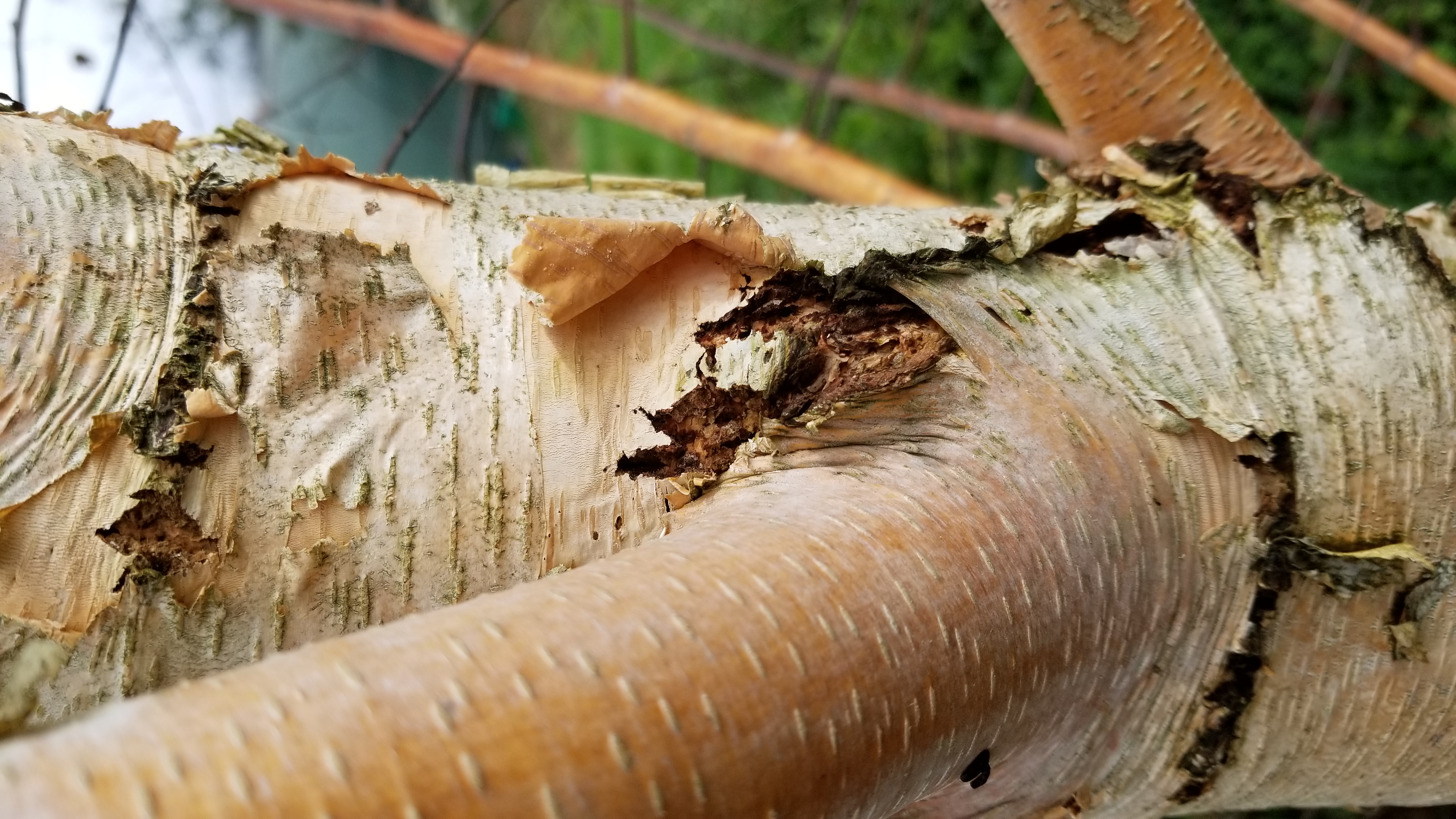 Bouleau verruqueux - Betula verrucosa = alba = pendula