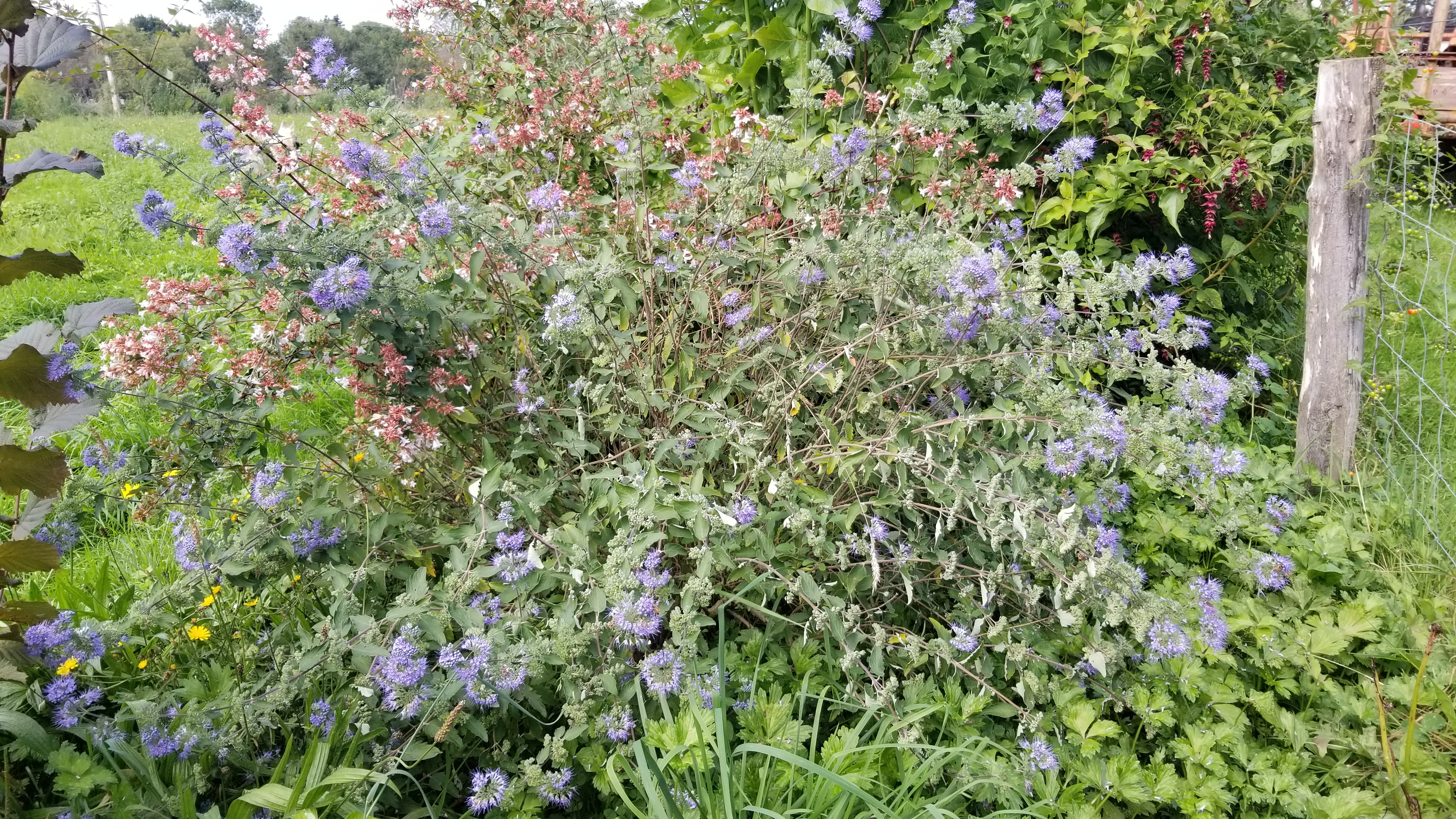 Caryopteris Heavenly Blue - Caryopteris x clandonensis