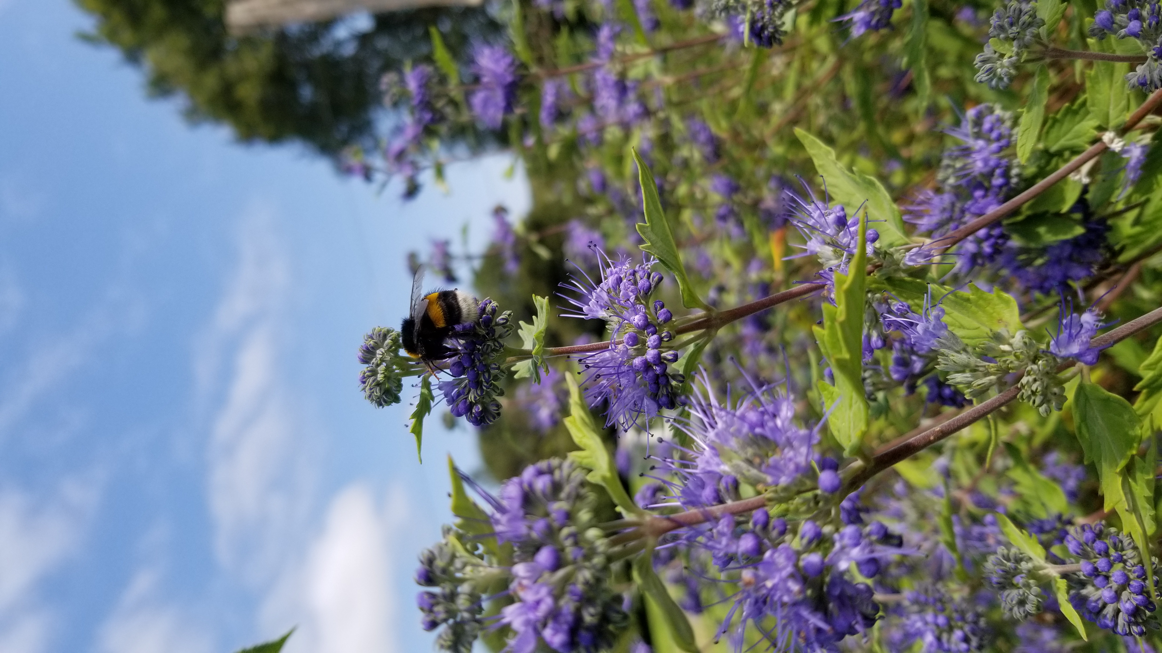 Caryopteris Heavenly Blue - Caryopteris x clandonensis