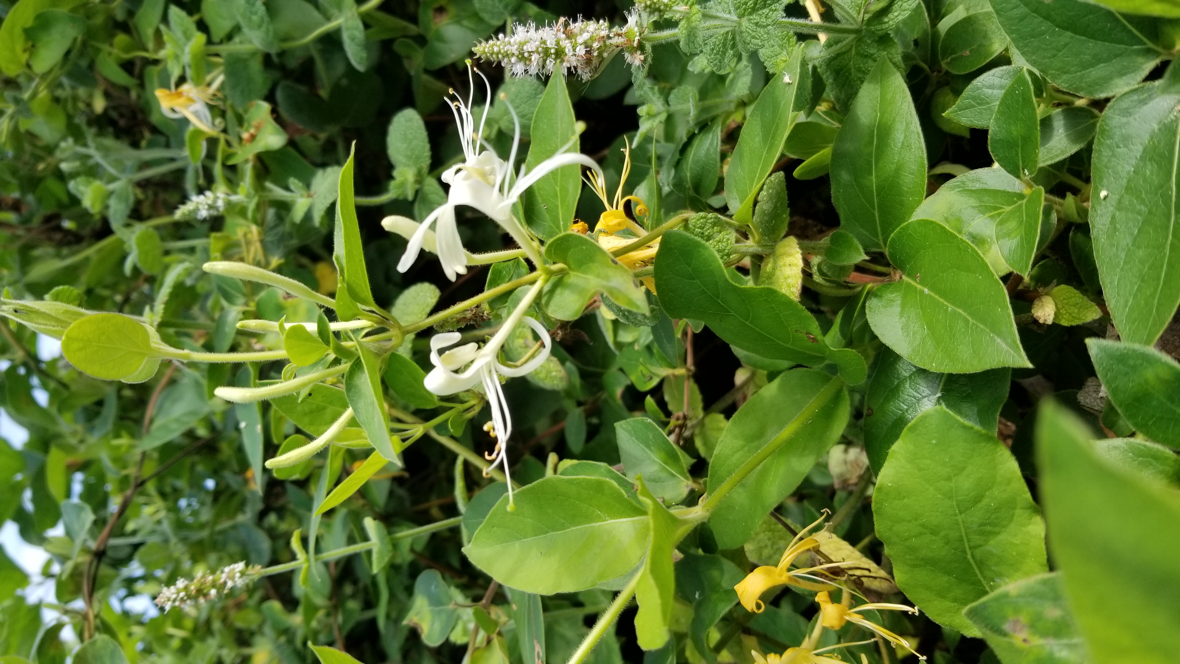 Chèvrefeuille odorant - Lonicera periclymenum