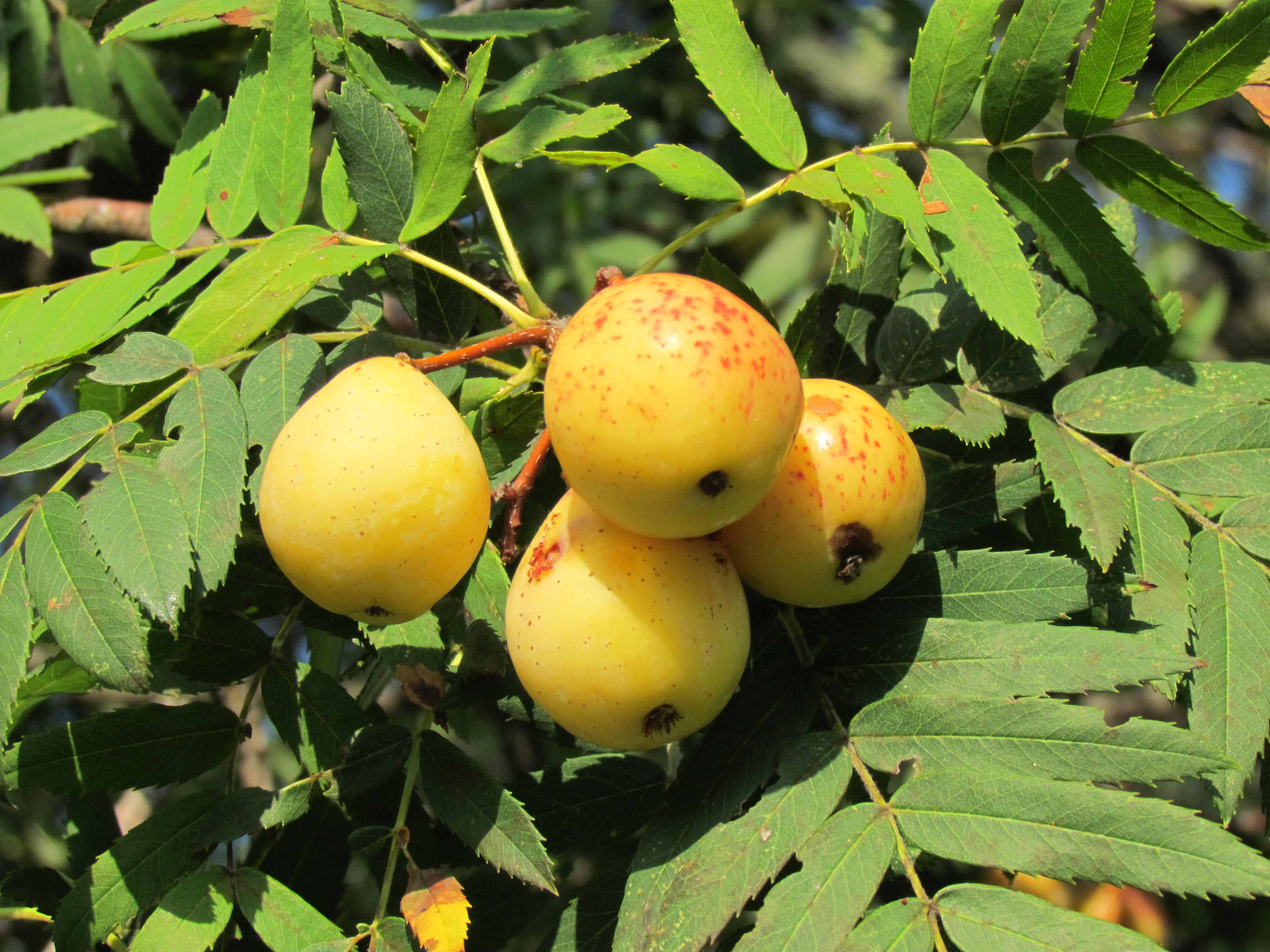 Cormier - Sorbus domestica