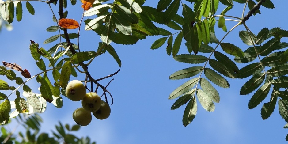 Cormier - Sorbus domestica