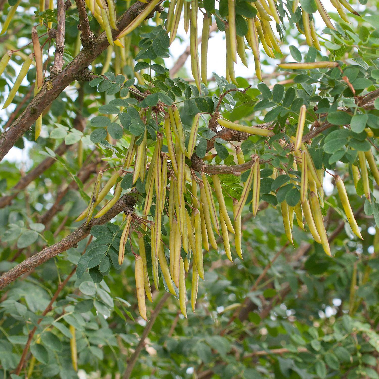 Caraganier - Caragana arborescens