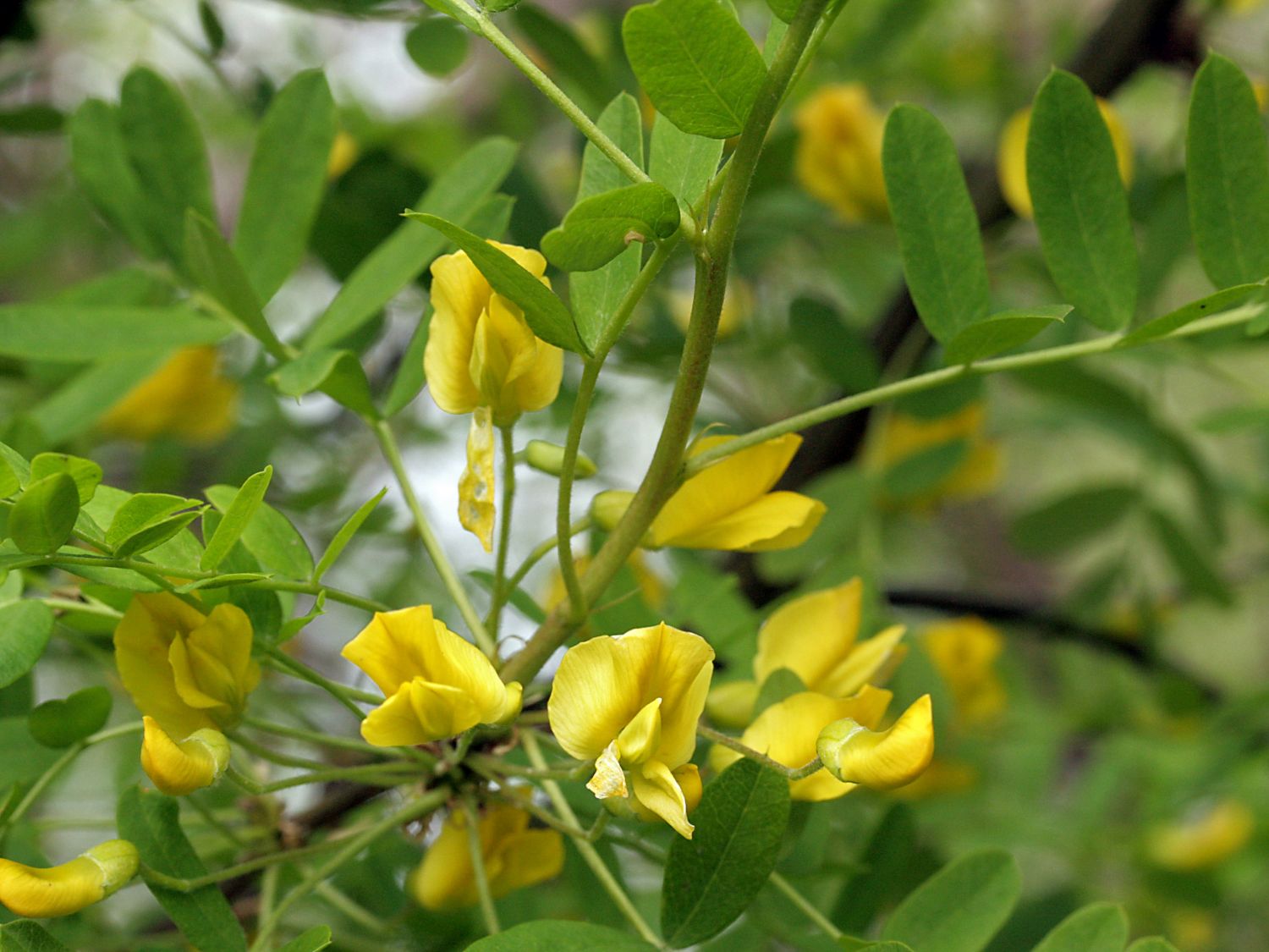 Caraganier - Caragana arborescens