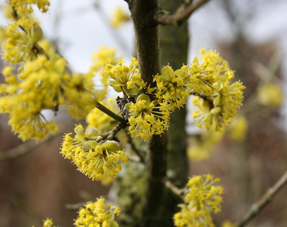 Cornouiller mâle - Cornus mas