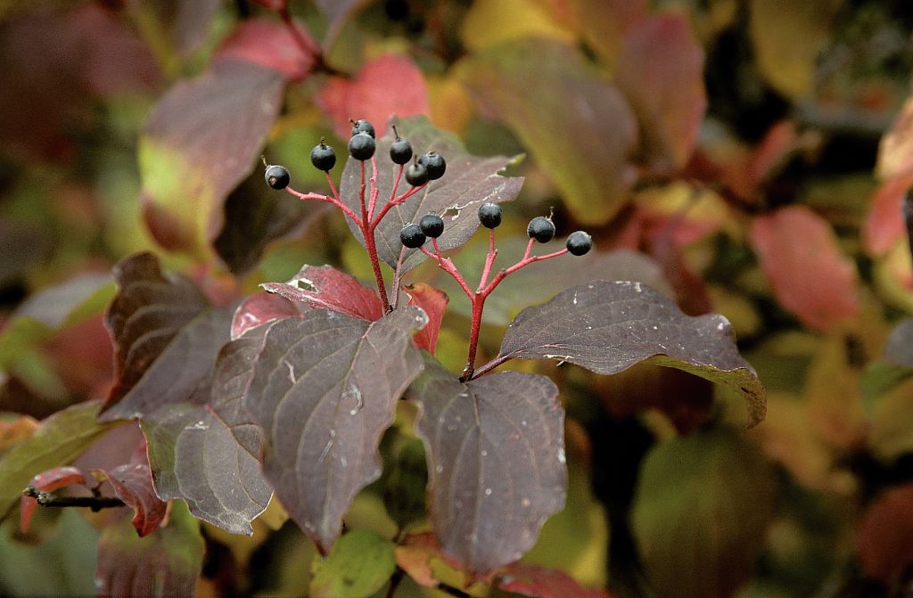 Cornouiller sanguin - Cornus sanguinea