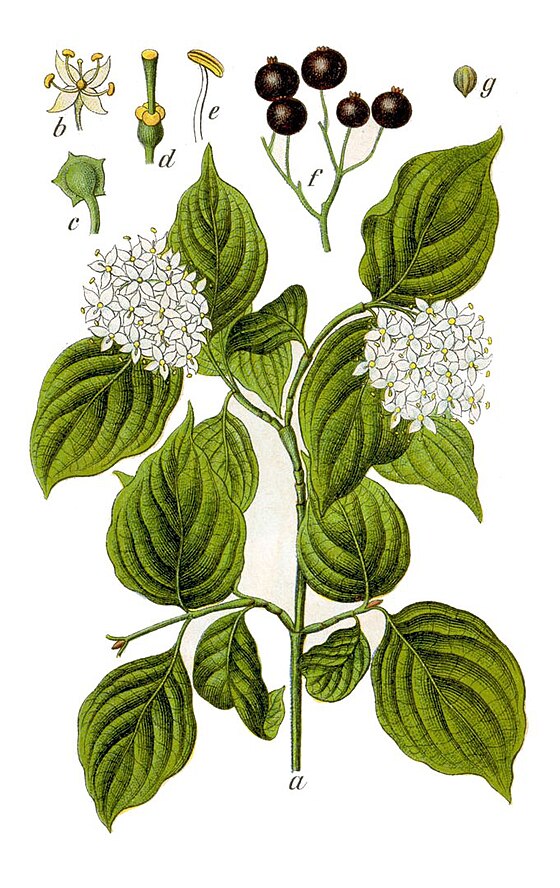 Cornouiller sanguin - Cornus sanguinea