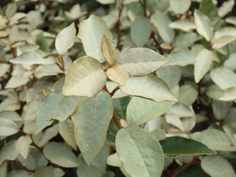 Eleagnus Ebbingei / Chalef - Elaeagnus x ebbingei