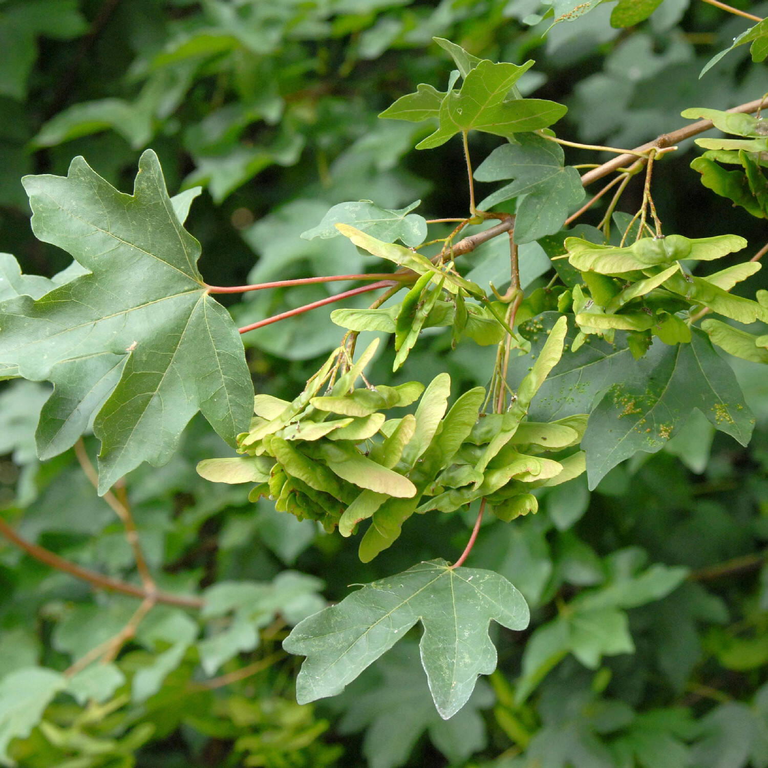 Erable champêtre - Acer campestre