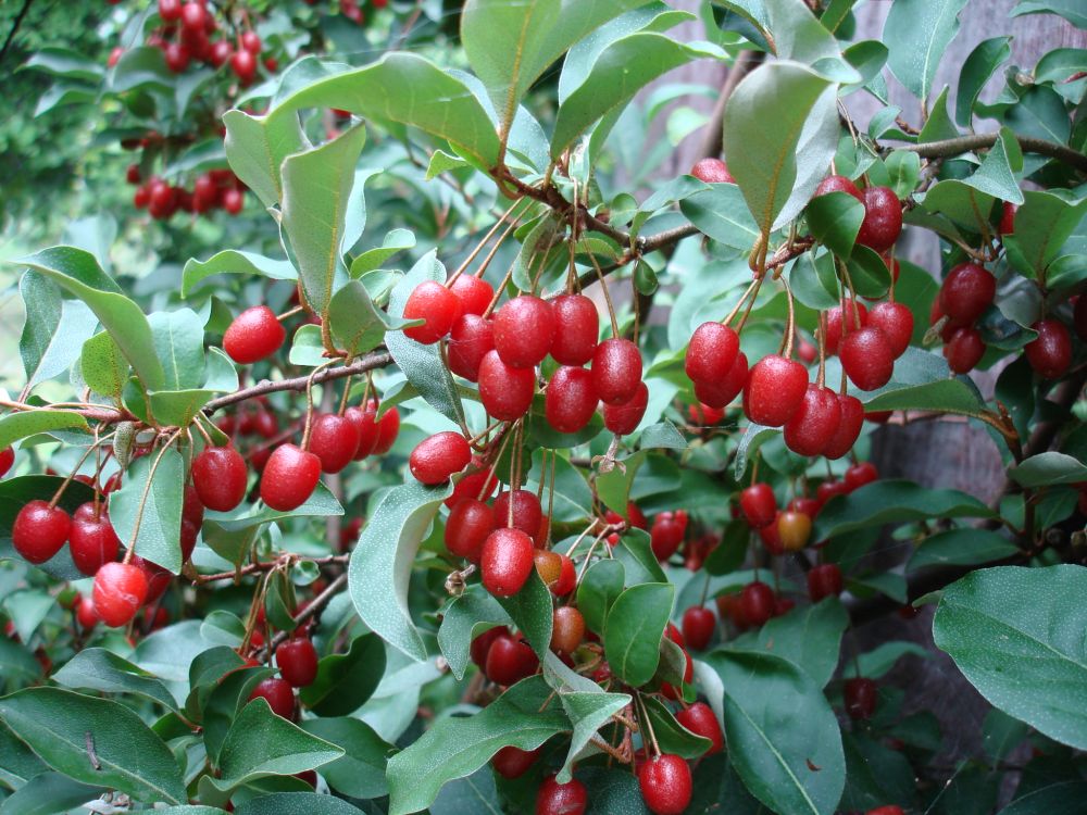 Goumi du Japon "Sweet Scarlett" - Elaeagnus multiflora