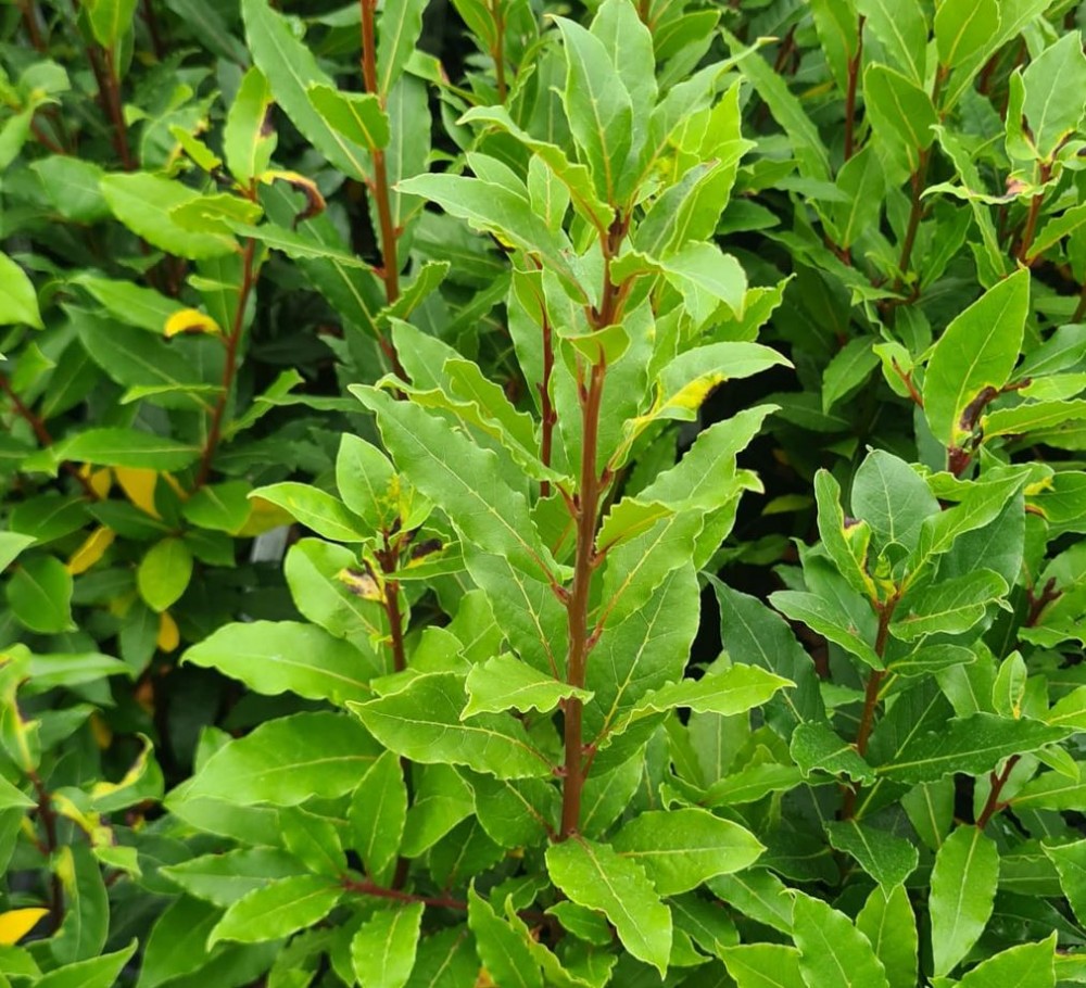 Laurier noble - Laurus nobilis
