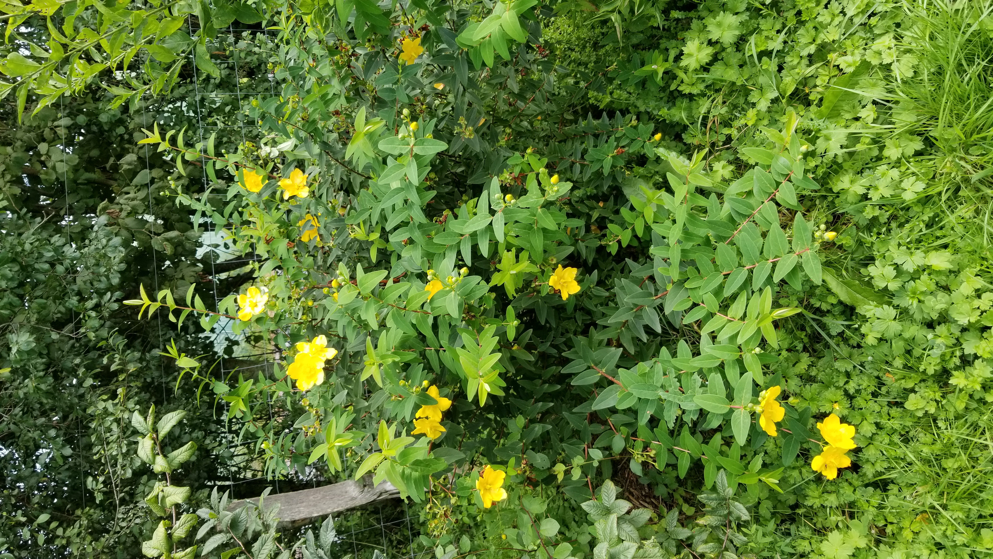 Millepertuis arbustif - Hypericum Hidcote