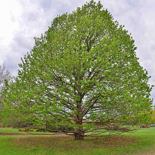 Noisetier de Byzance - Corylus colurna