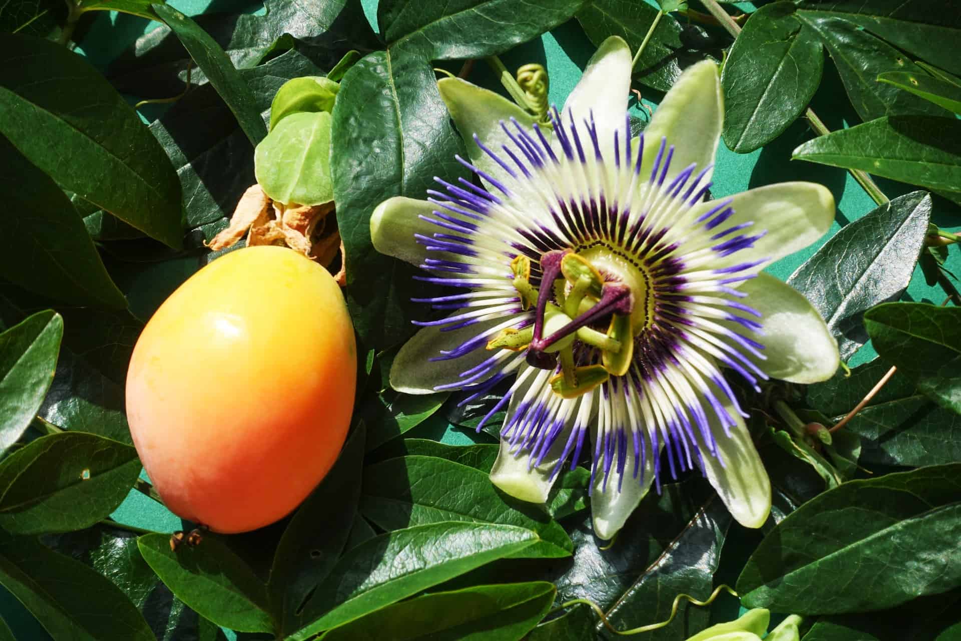 Passiflore bleue - Passiflora caerulea