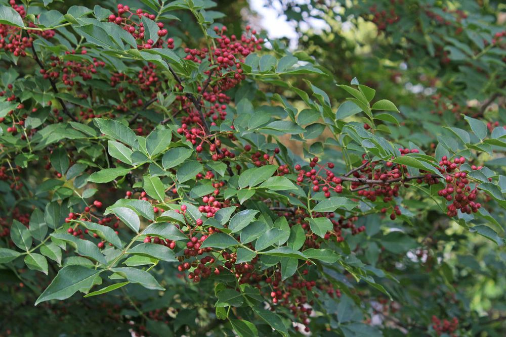 Poivrier de Sichuan - Zanthoxylum piperitum