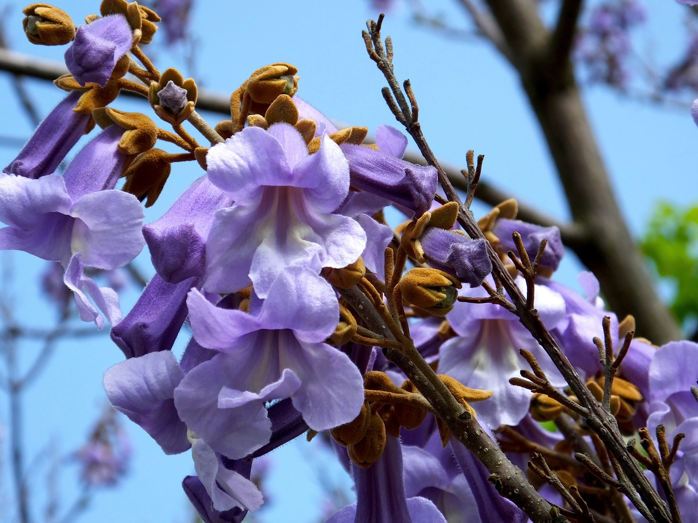 Paulownia - Paulownia tomentosa