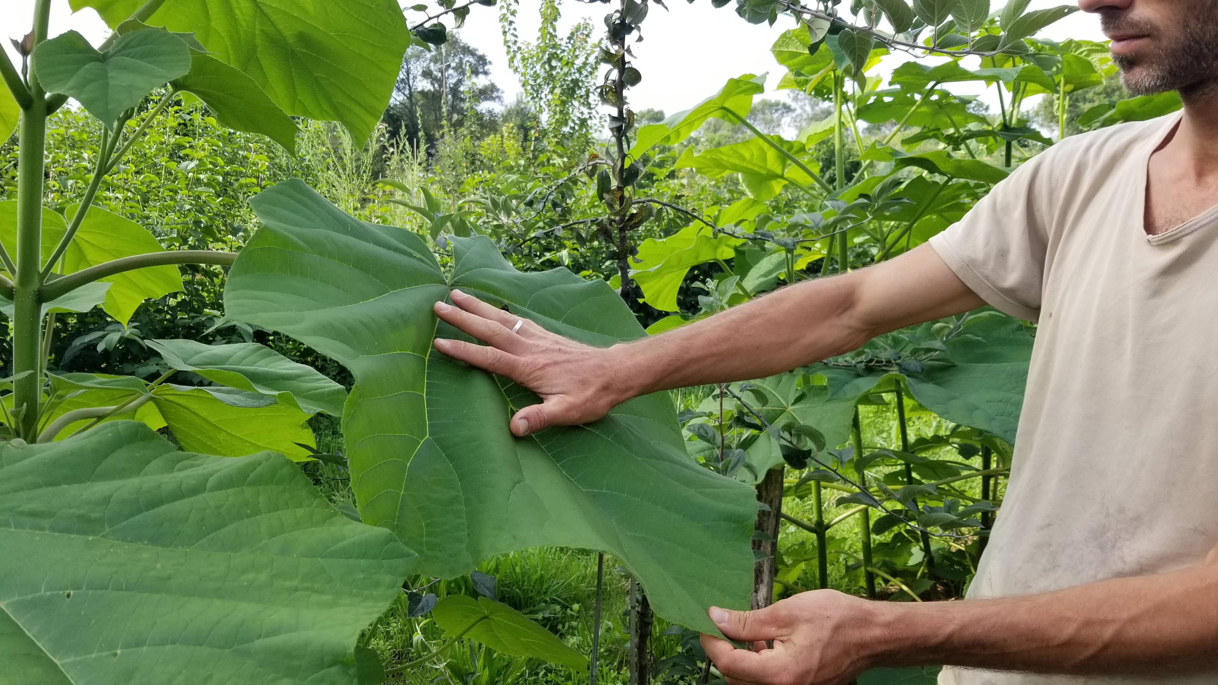 Paulownia - Paulownia tomentosa