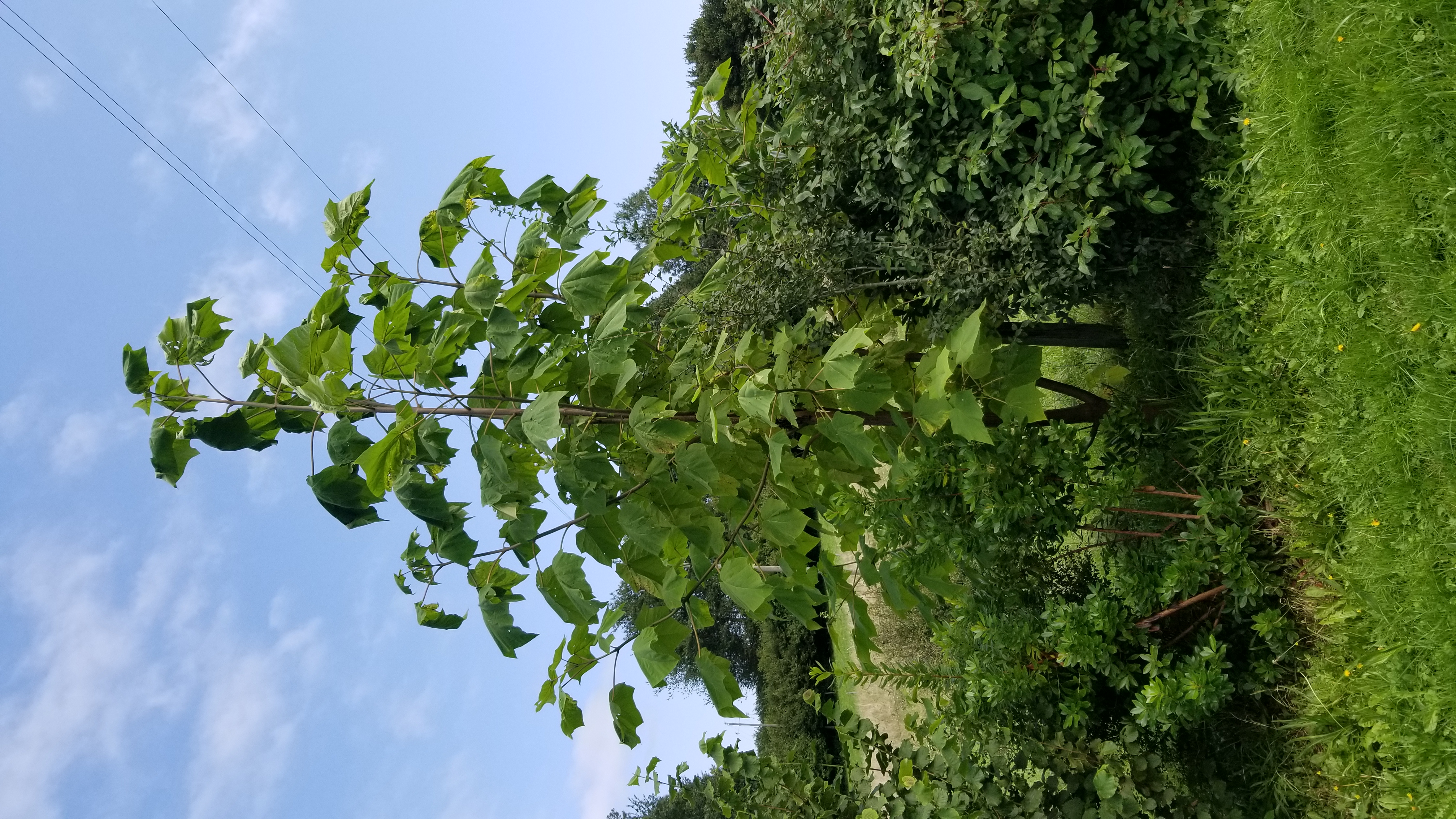 Paulownia - Paulownia tomentosa