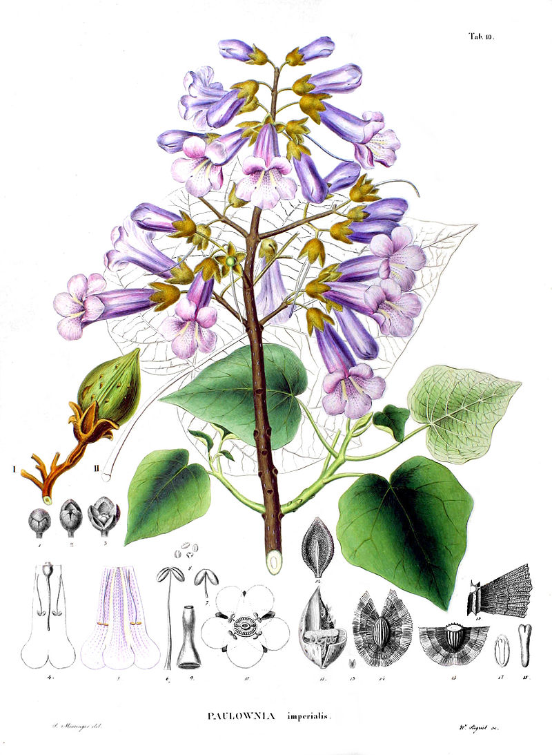 Paulownia - Paulownia tomentosa