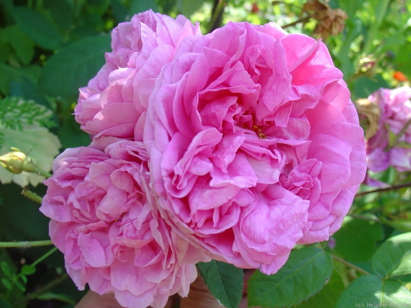 Rose ancienne - Rosa