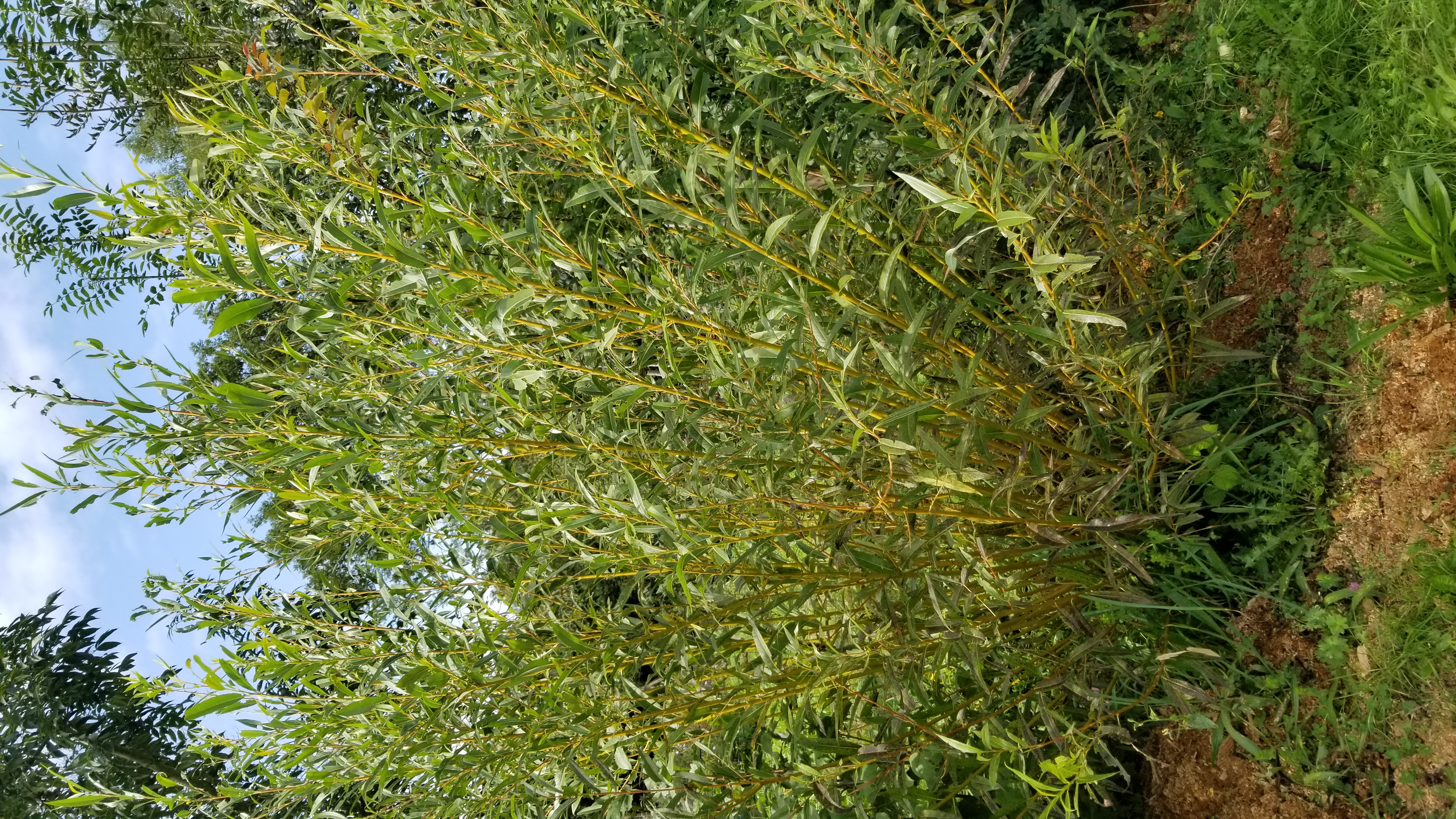 Saule Osier - Salix vinimalis