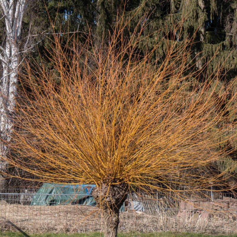 Saule Osier - Salix vinimalis