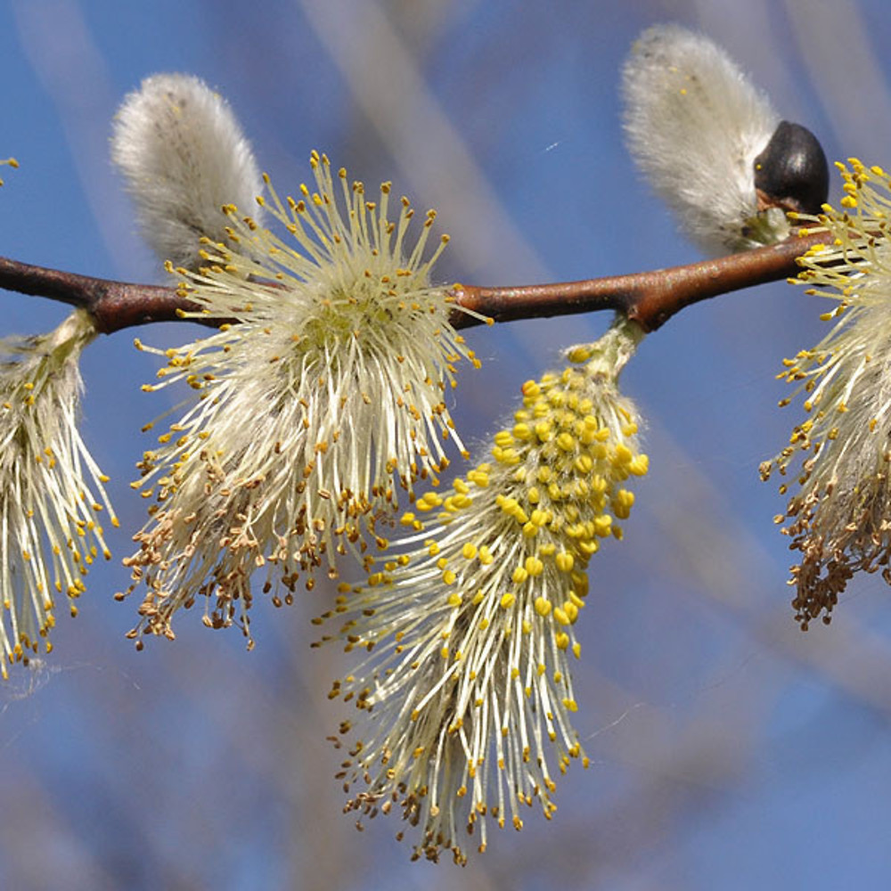 Saule Marsault - Salix caprea
