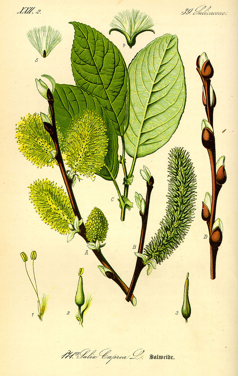 Saule Marsault - Salix caprea
