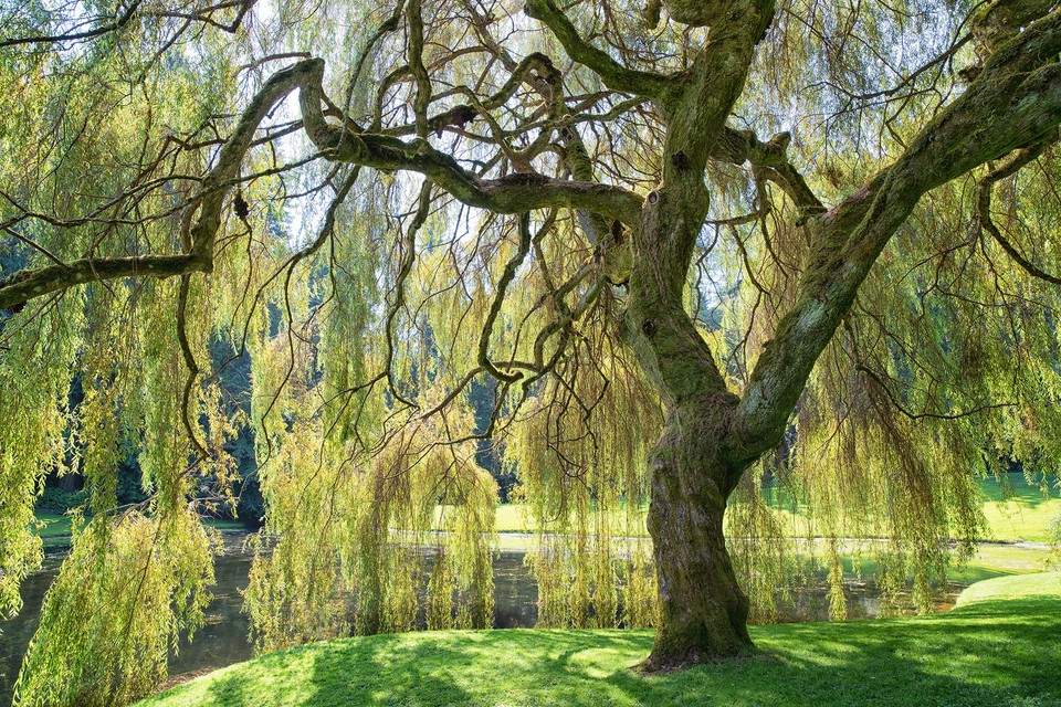 Saule Pleureur - Salix babylonica