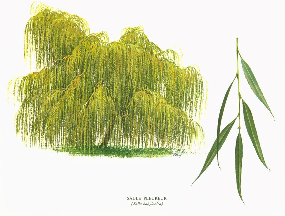 Saule Pleureur - Salix babylonica