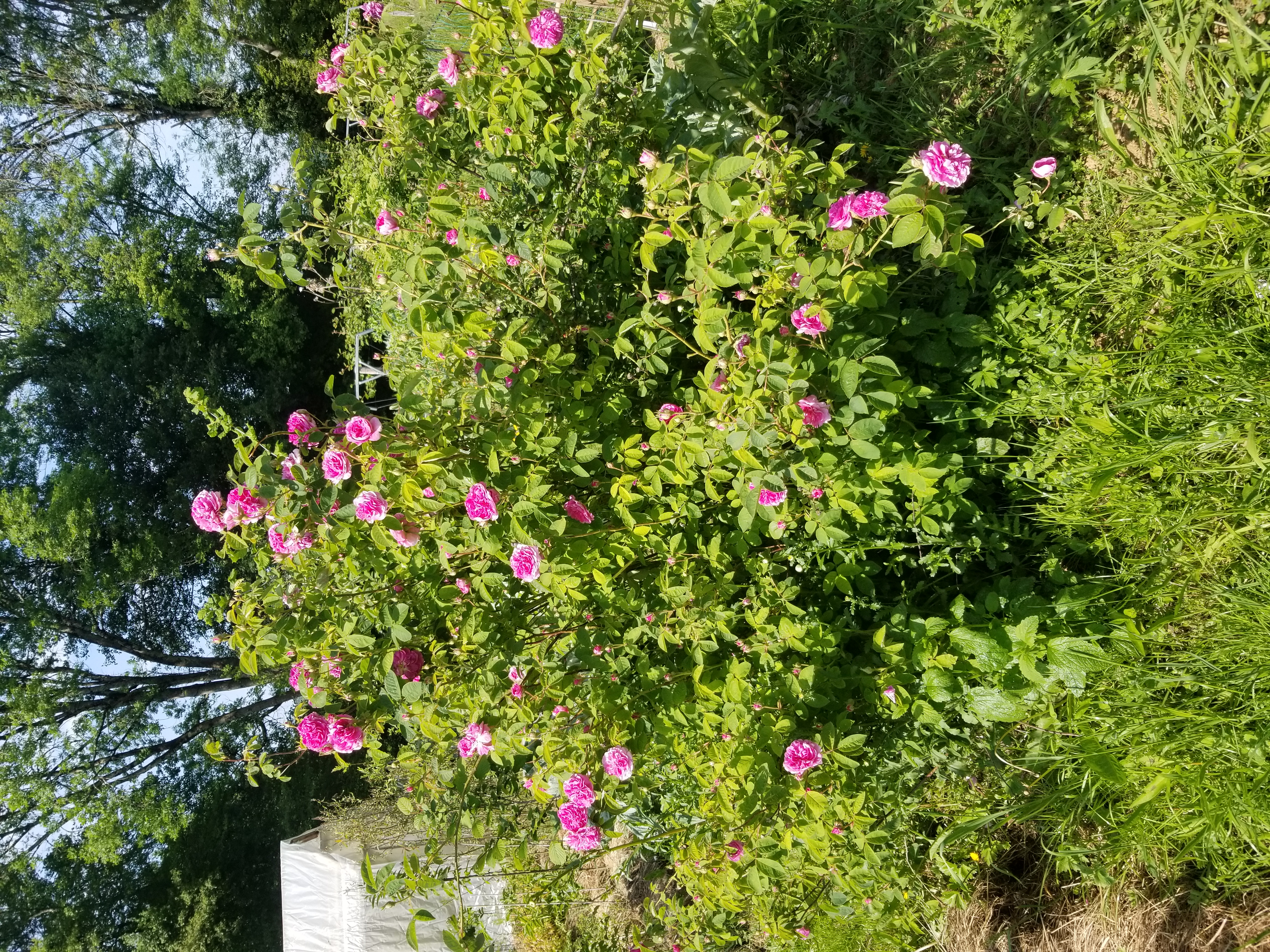 Rose ancienne - Rosa