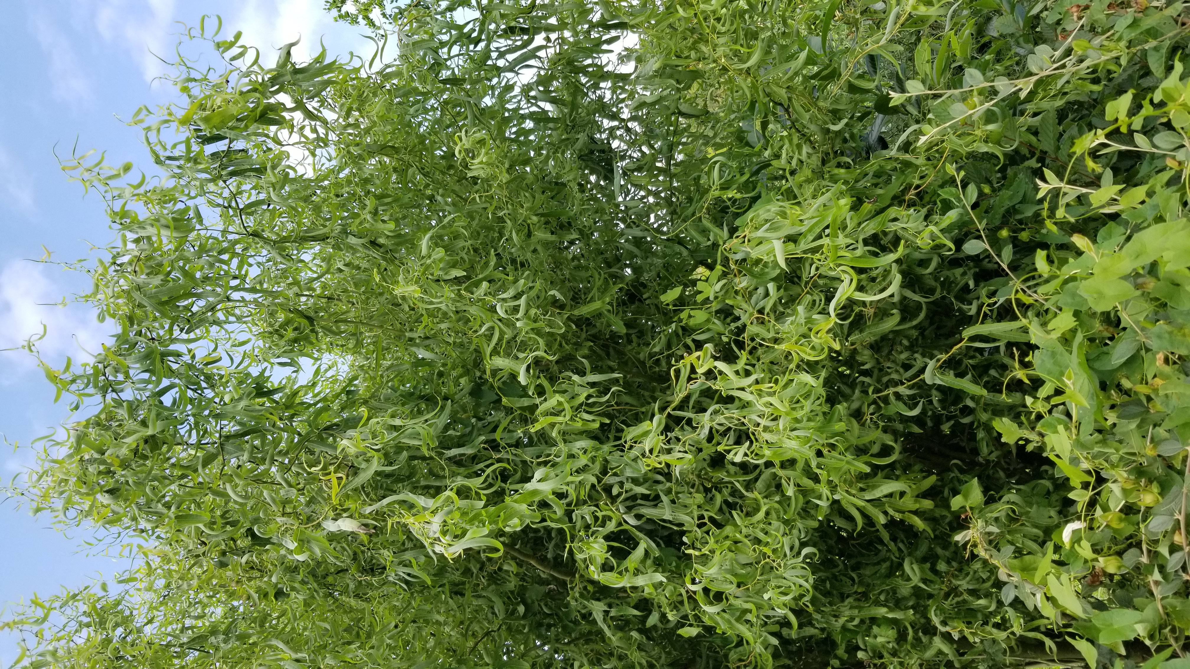 Saule Tortueux - Salix matsudana / babylonica tortuosa 