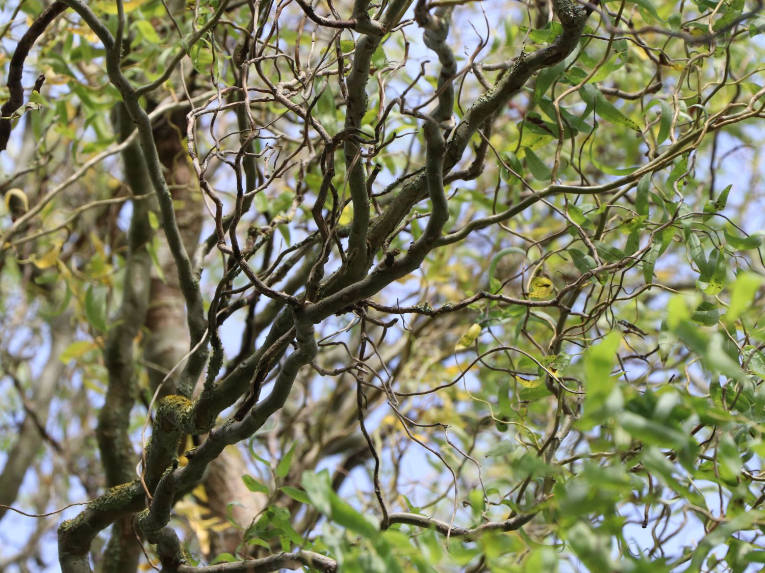 Saule Tortueux - Salix matsudana / babylonica tortuosa 