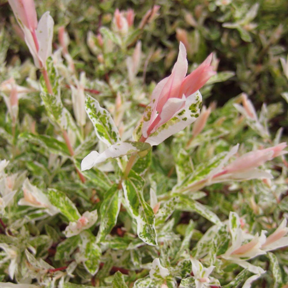 Saule Crevette - Salix integra Hakuro Nishiki