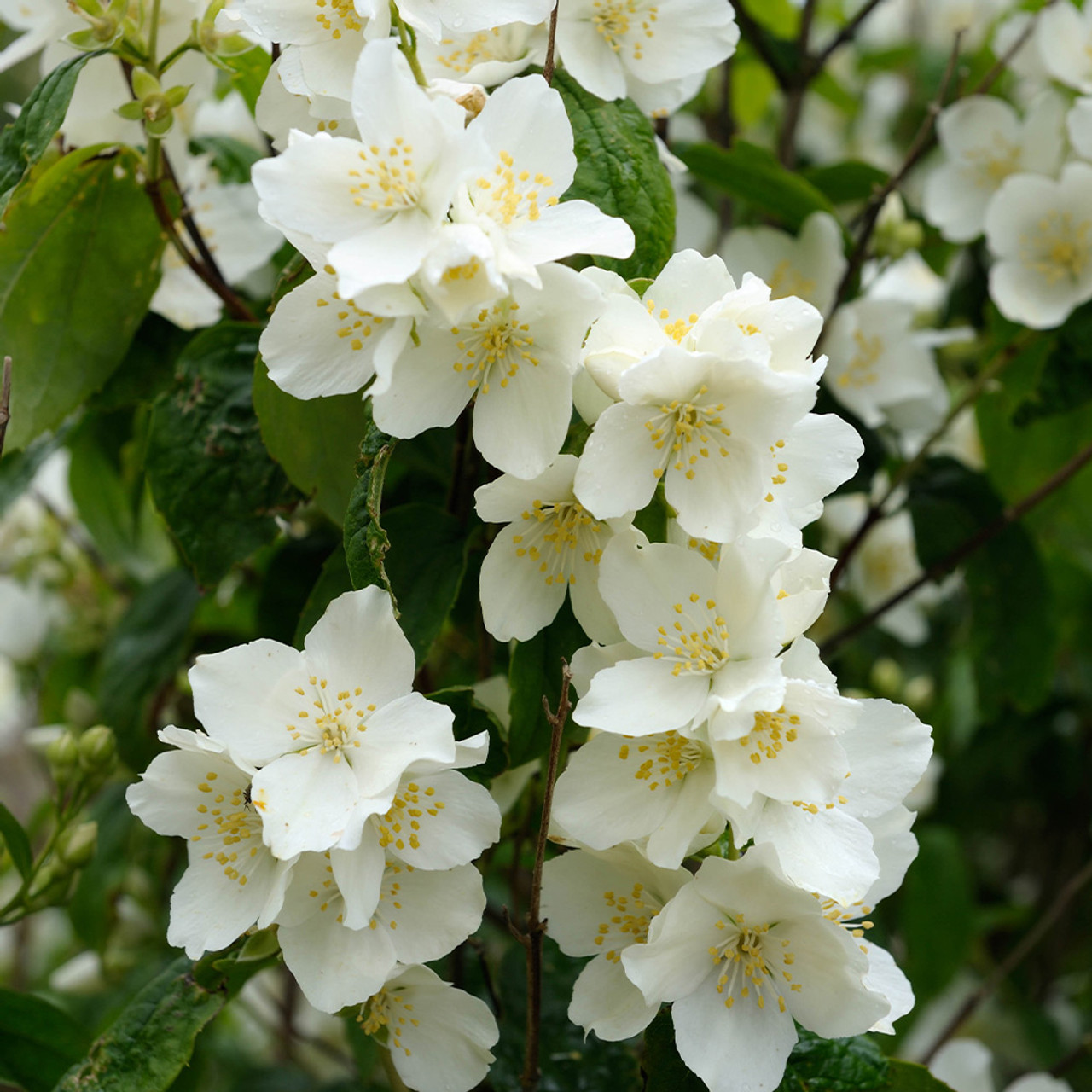 Seringat - Philadelphus coronarius 