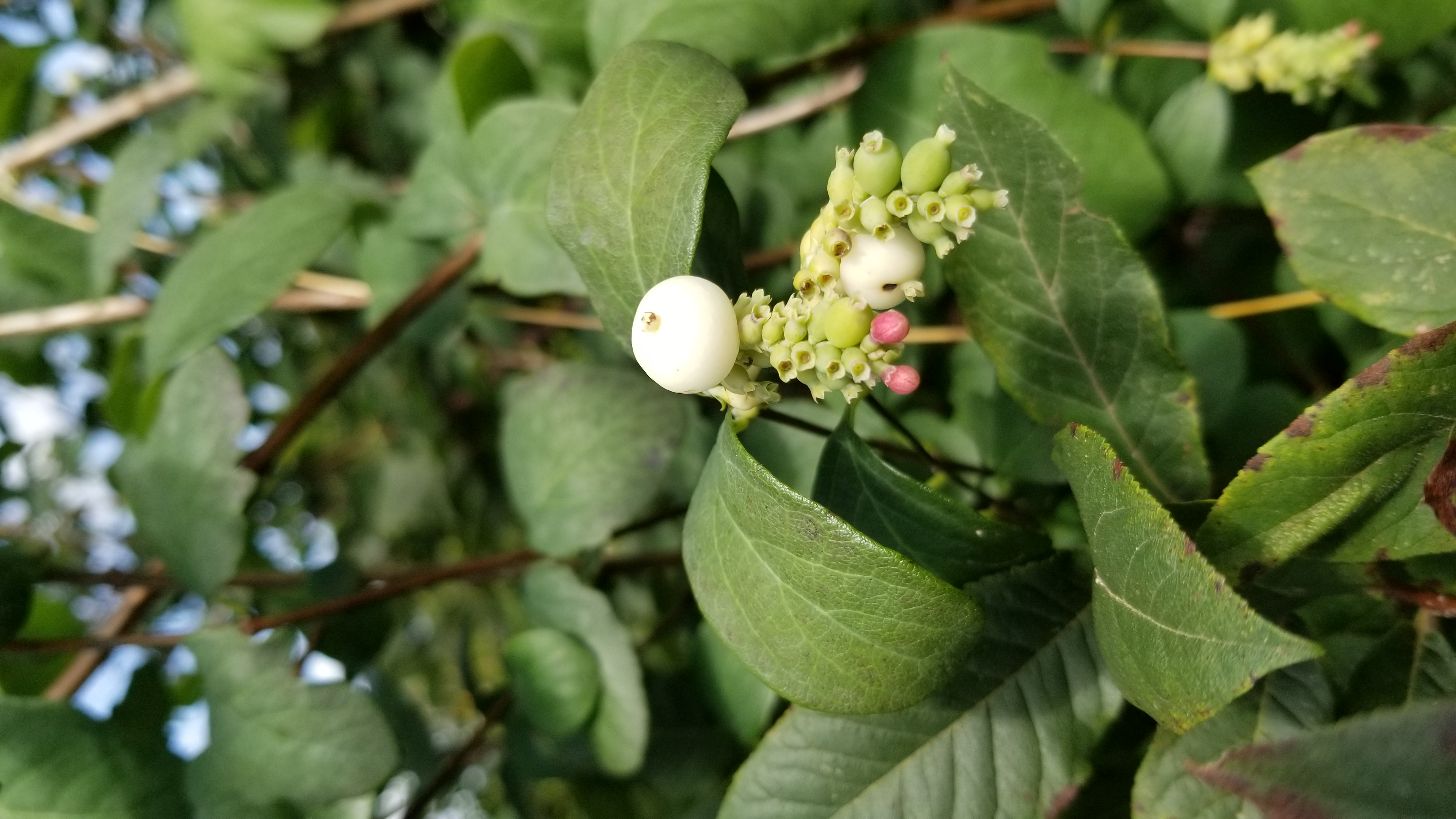 Symphorine - Symphoricarpos albus