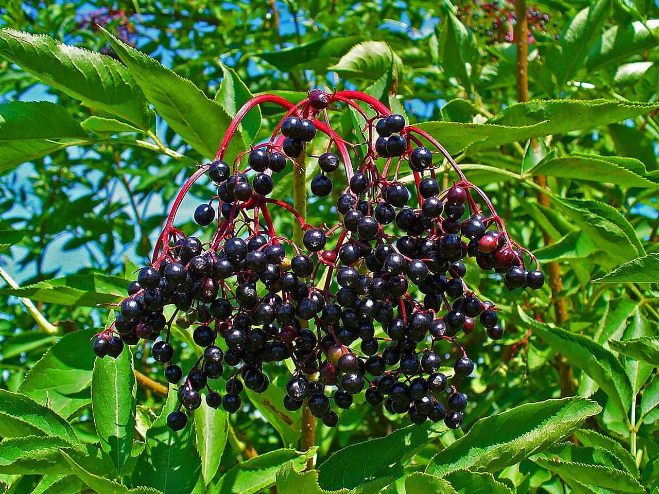 Sureau noir - Sambucus nigra