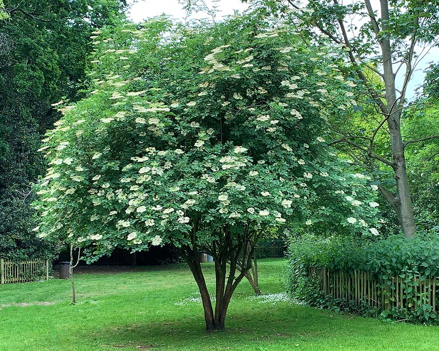 Sureau noir - Sambucus nigra