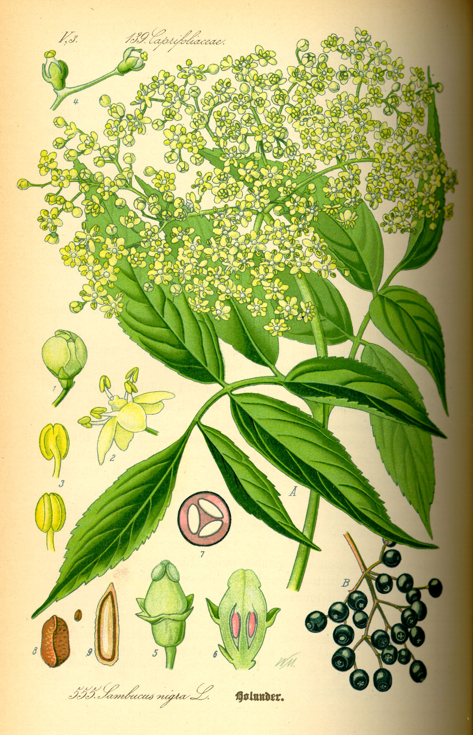 Sureau noir - Sambucus nigra