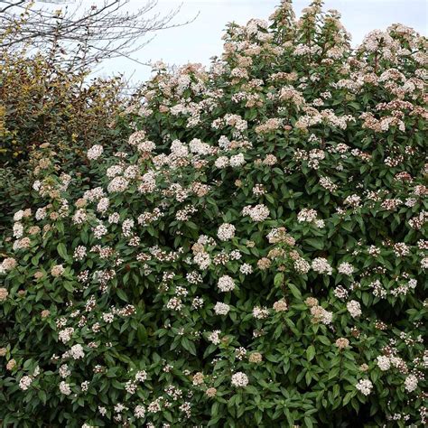 Viorne Tin - Viburnum tinus 