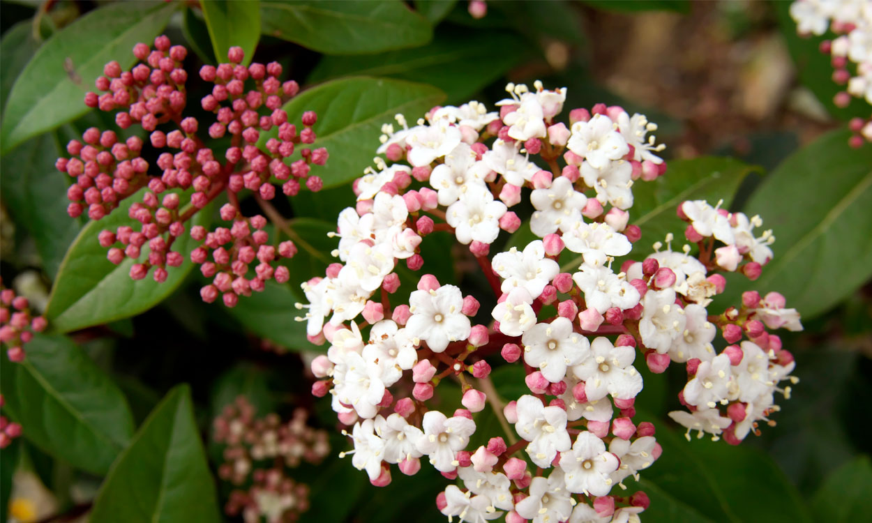 Viorne Tin - Viburnum tinus 