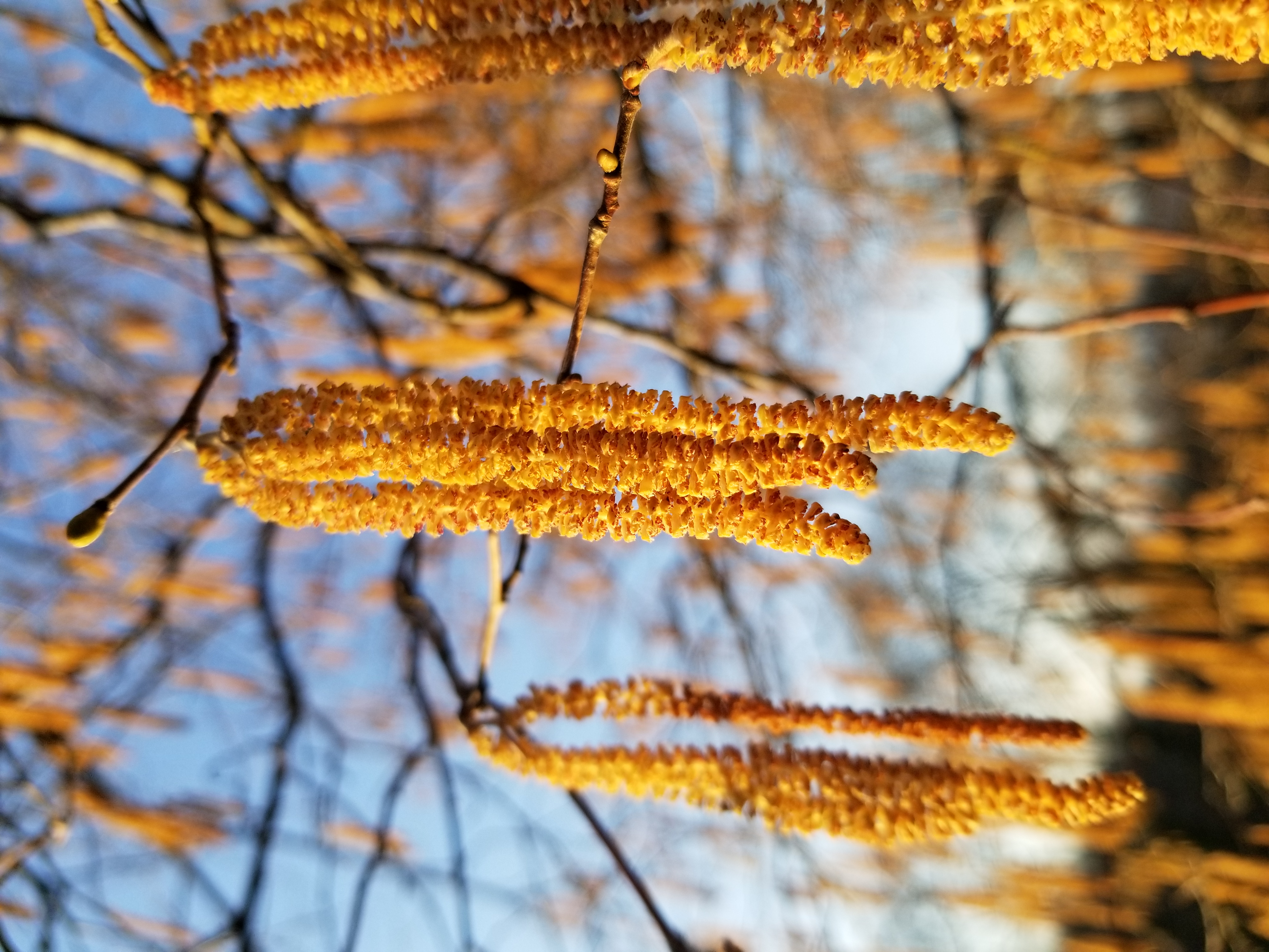 Noisetier Champêtre - Corylus avellana