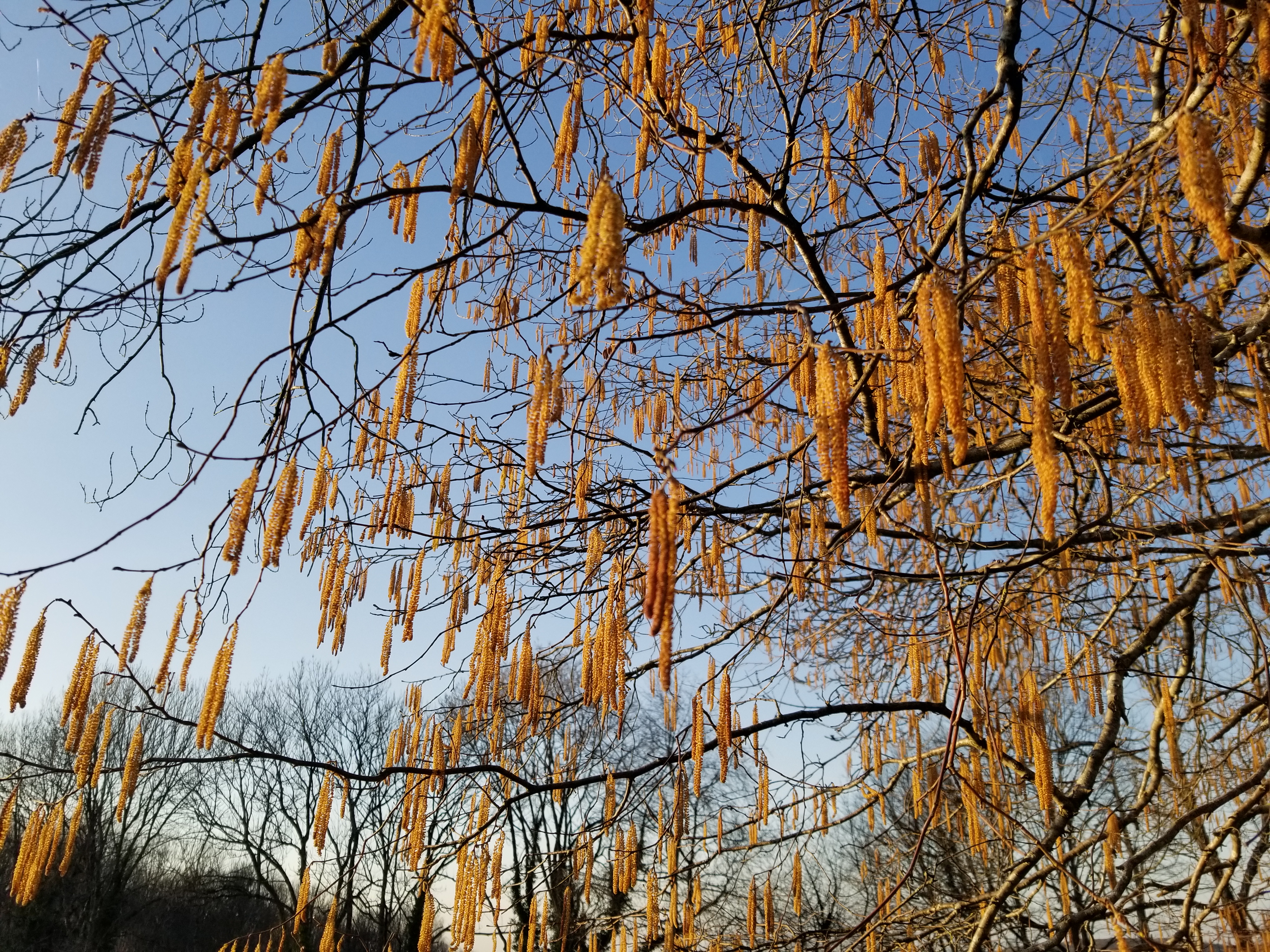 Noisetier Champêtre - Corylus avellana