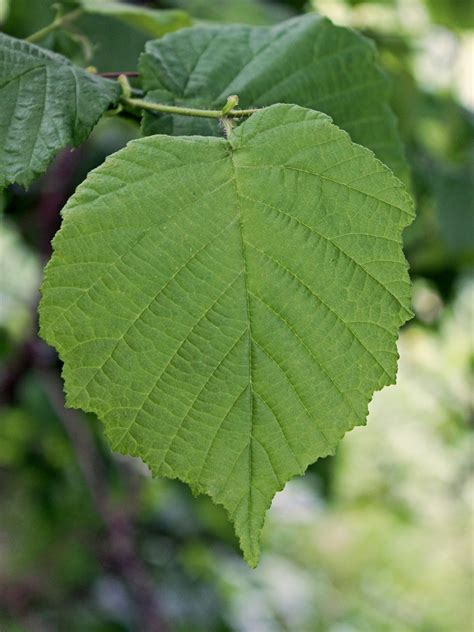 Noisetier Champêtre - Corylus avellana