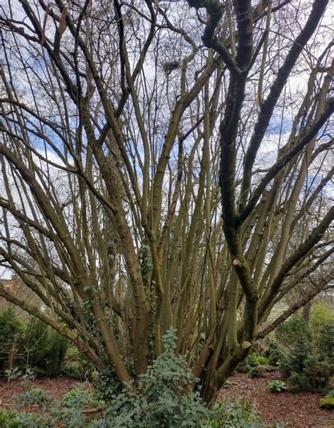 Noisetier Champêtre - Corylus avellana