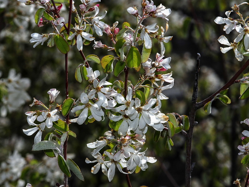 Amélanchier à feuilles ovales - Amelanchier ovalis
