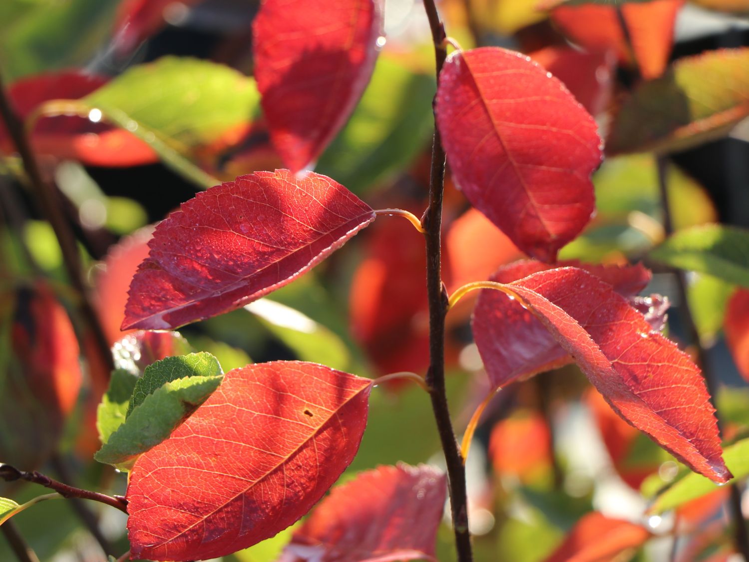 Amélanchier à feuilles ovales - Amelanchier ovalis