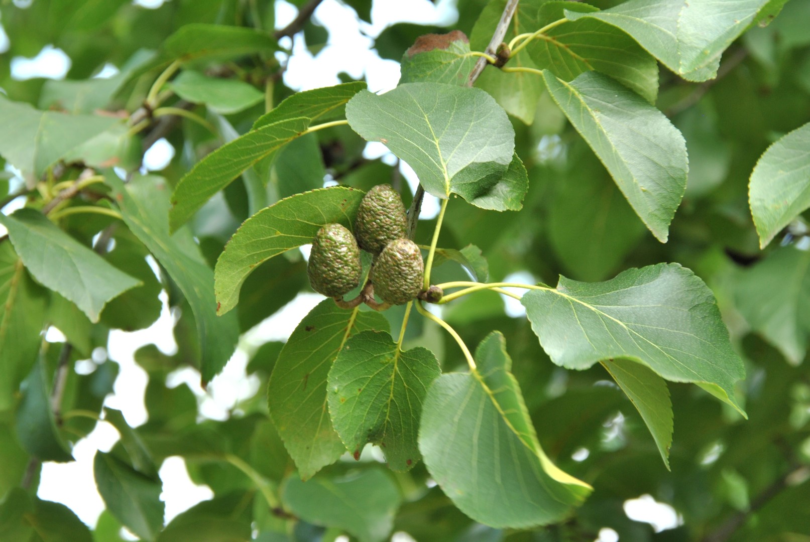 Aulne de Corse - Alnus cordata