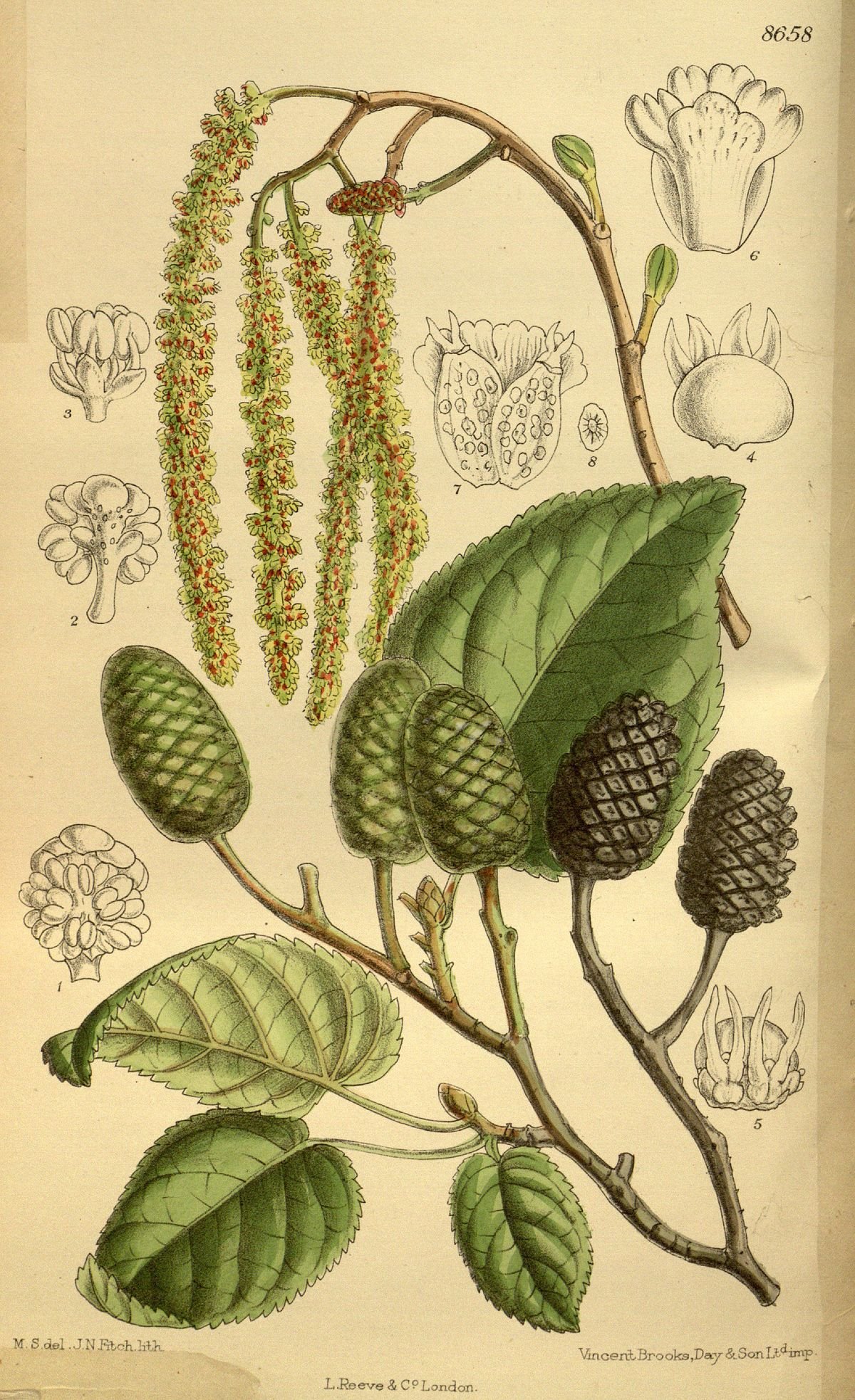 Aulne de Corse - Alnus cordata