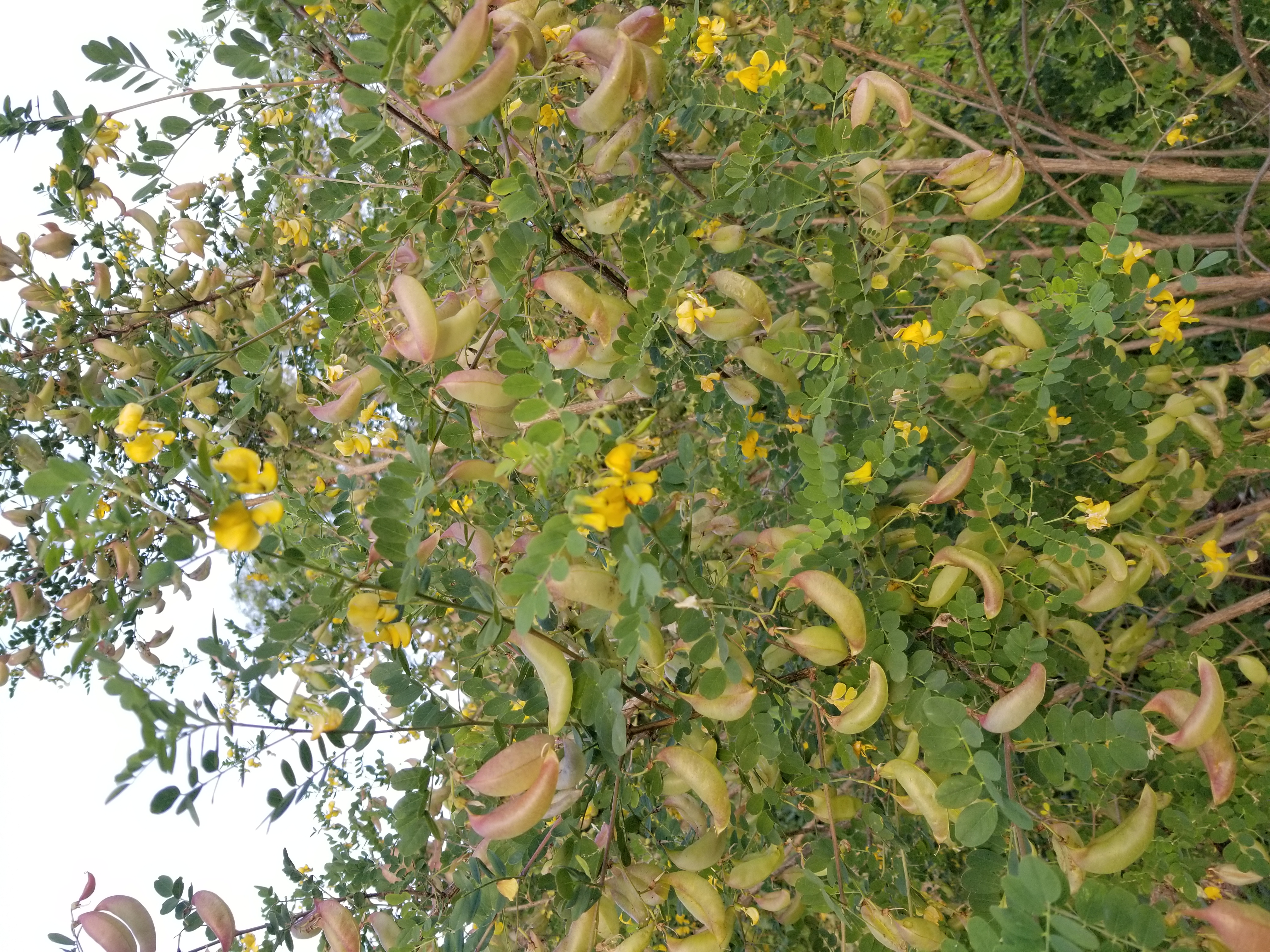Baguenaudier - Colutea arborescens
